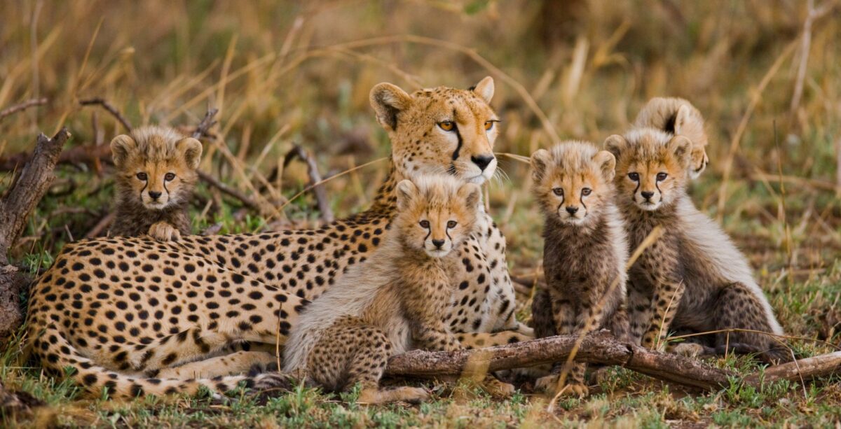 Cheetahs_Family