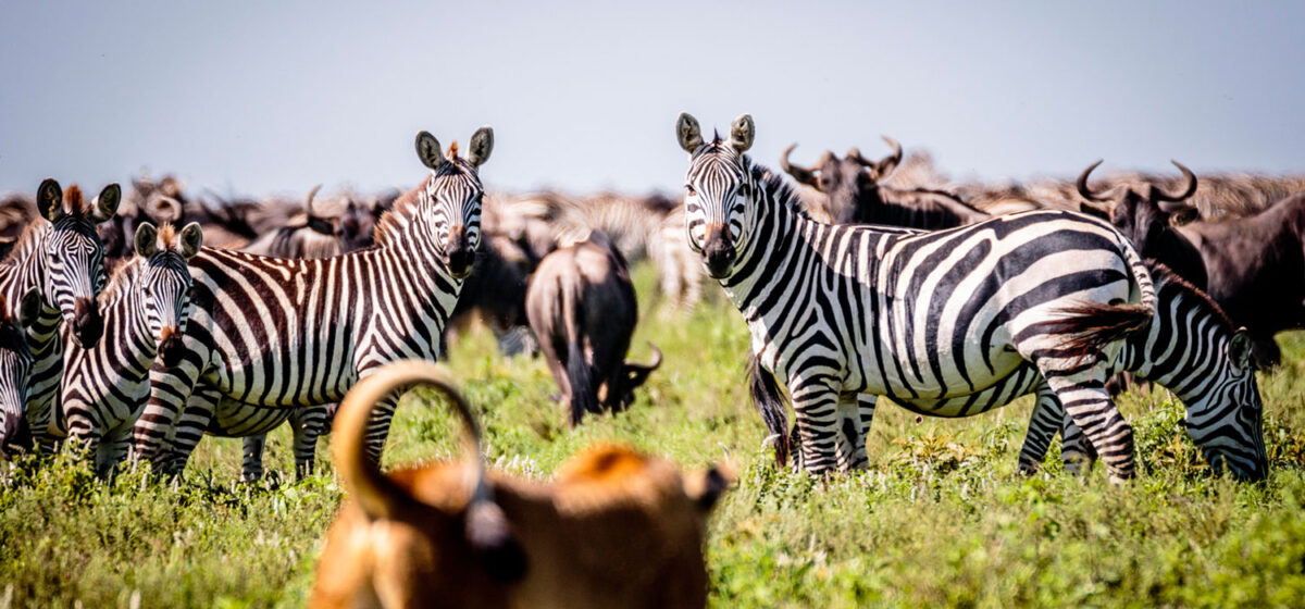 Lion Hunt In serengeti