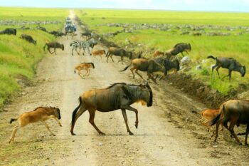 MigrationWildlife_WildebeestCalving