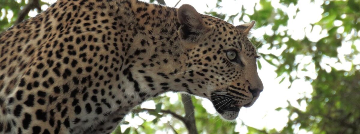 leopard on the tree tanzania